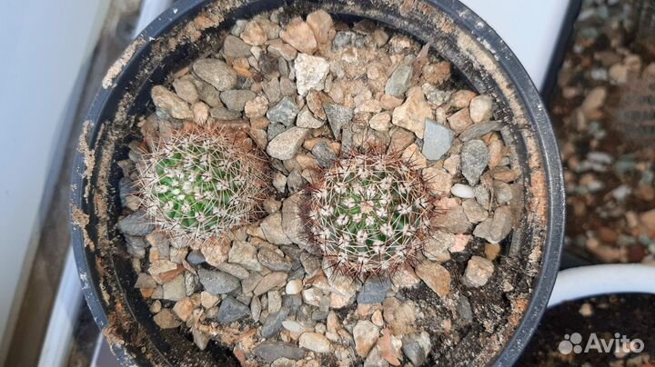 Эхинопсис розовый(цветущий кактус)