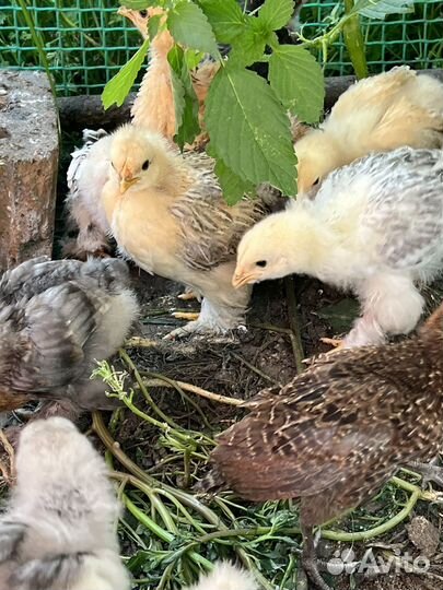 Цыплята