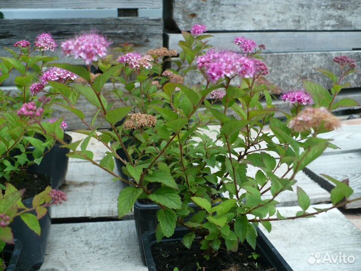 Спирея японская 'Little Princess' саженцы зкс