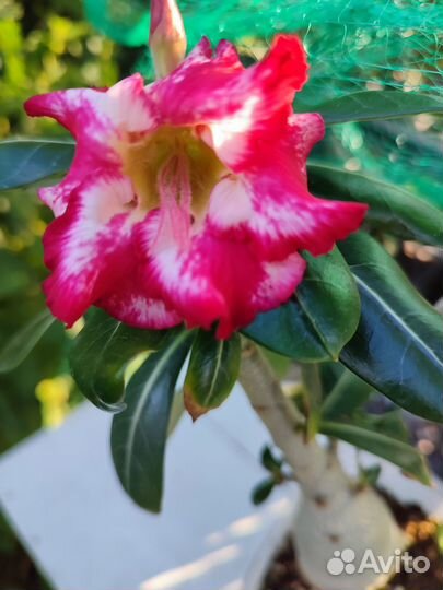 Адениум обесум