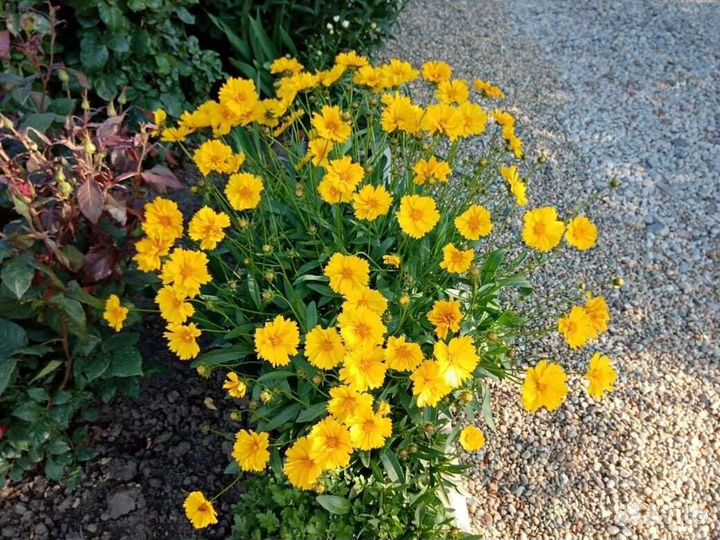 Многолетние цветы