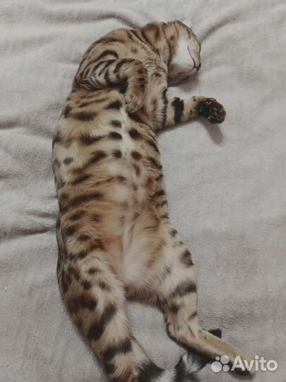 Передержка кошек