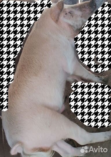 Продаётся хряк