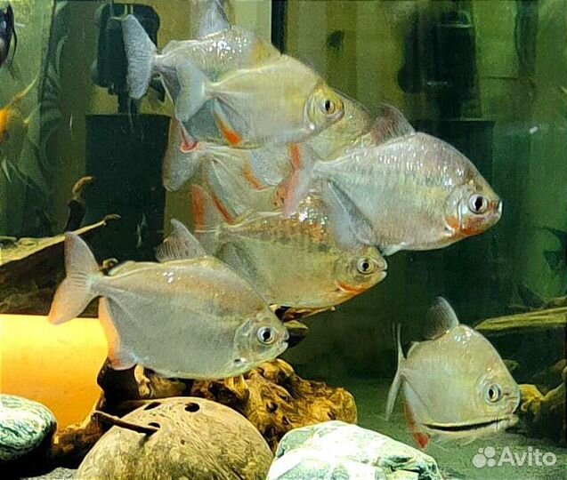 Метиниссы, Акара Б, Хорны, Боции,Апистогр.Карп Кои