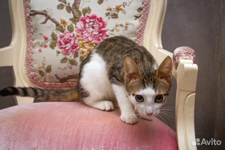 Котенок в дар