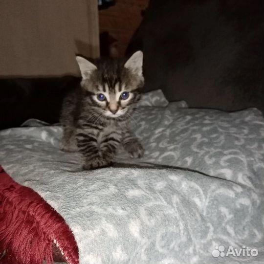 Котята бесплатно