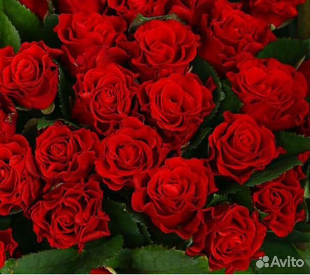 Роза Красная