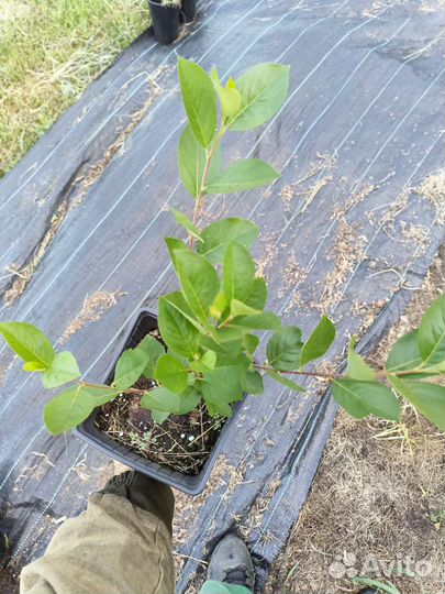 Арония, черная рябина саженцы