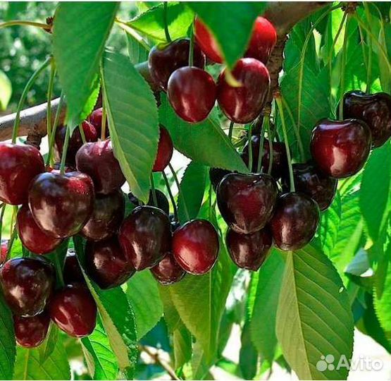 Черешня черевишня вишня