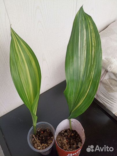 Аспидистра вариегатная