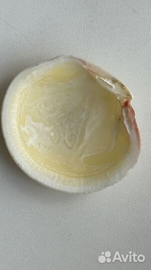 Морская ракушка