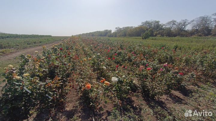 Саженцы роз оптом