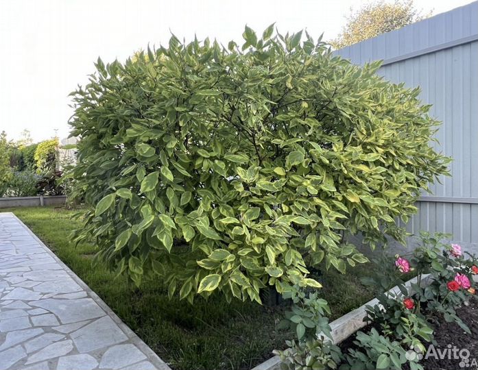 Дерен шпета