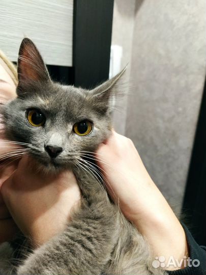 Котенок в добрые руки