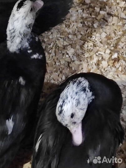 Молодняк индоуток