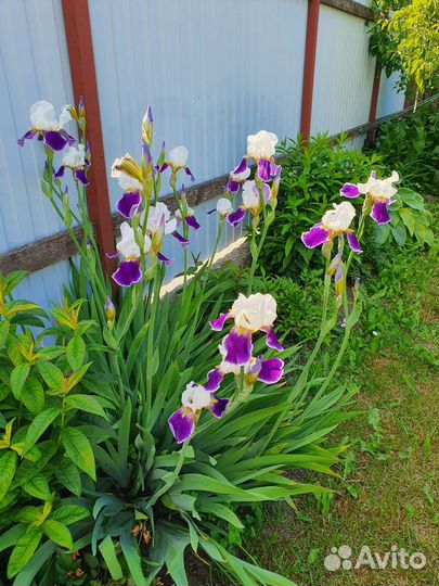Ирис бородатый