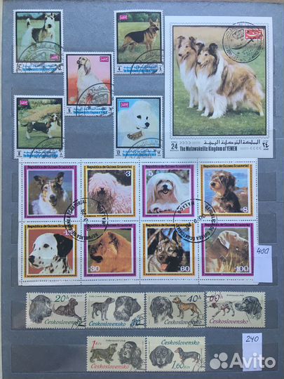 Собаки охотничьи, комнатные, боевые