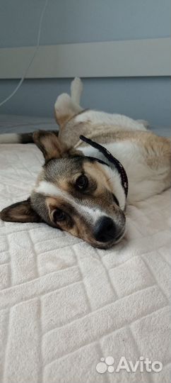 Щеночек ищет дом