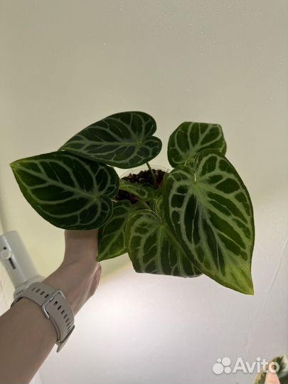 Антуриум Сильвер Блаш