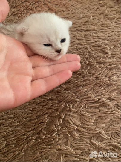 Продам вислоухих котят