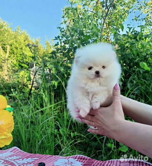 Мальчики мини