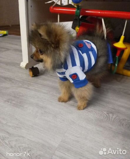Шпиц вязка