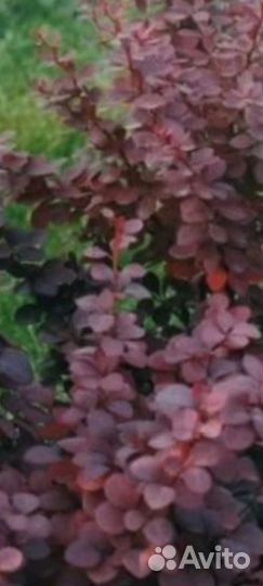 Барбарис садовый