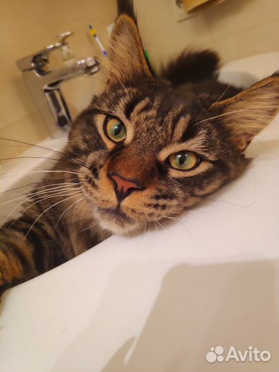 Кот Мейн-кун вязка