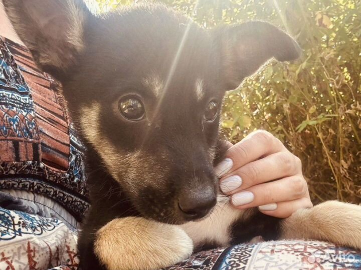 Щенок девочка в дар (2-3 месяца)