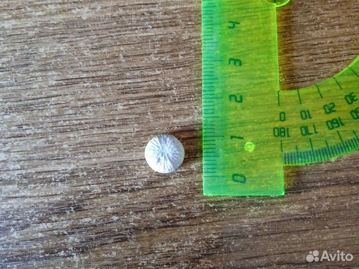 Окаменелый рыбий позвонок