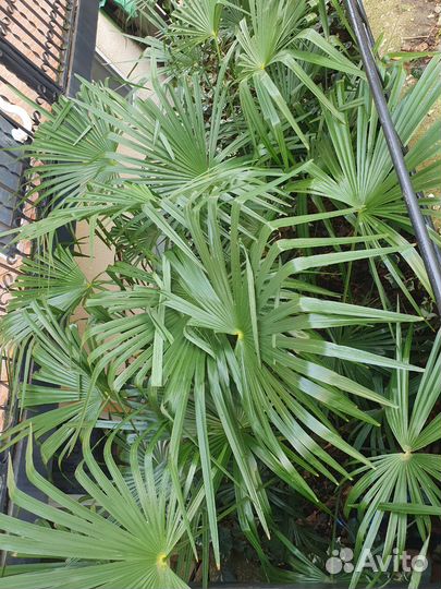 Пальма трахикарпус