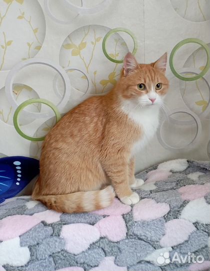 Котенок в хорошие руки