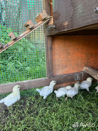 Амераукана