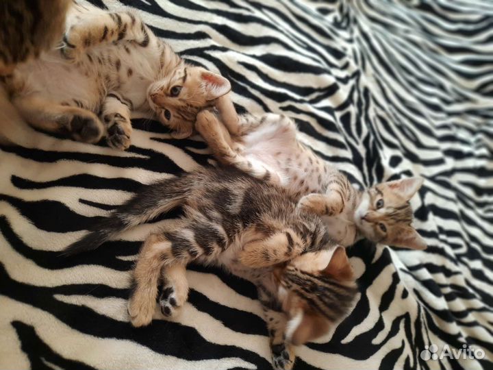 Бенгальские котята