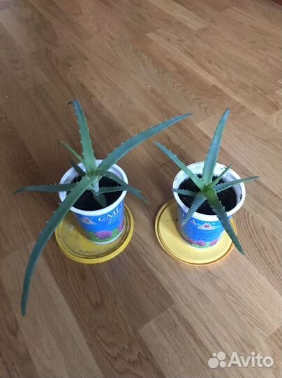 Алоэ-столетник, алоэ-вера, щучий хвост