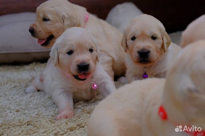 Щенки ретривера