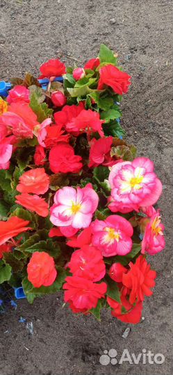 Цветы на балкон и в грядку