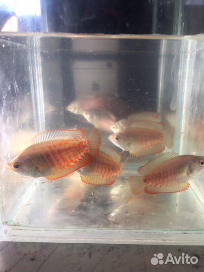 Рыбки разные