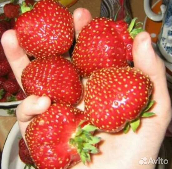 Рассада клубники (разных сортов)
