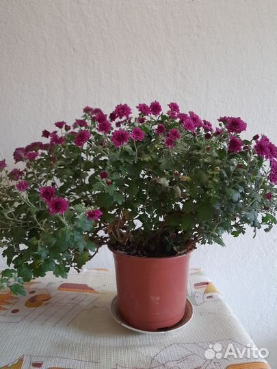 Хризантема в горшке