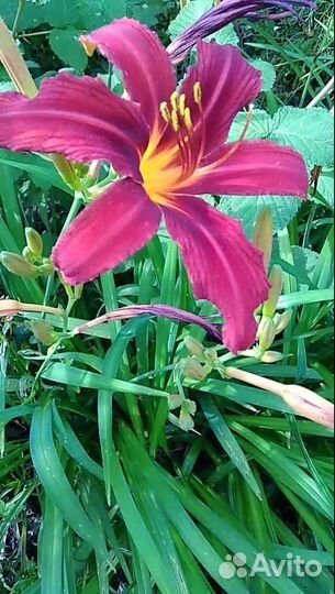 Флоксы, хризантемы, манарда, рудбекия, цветы