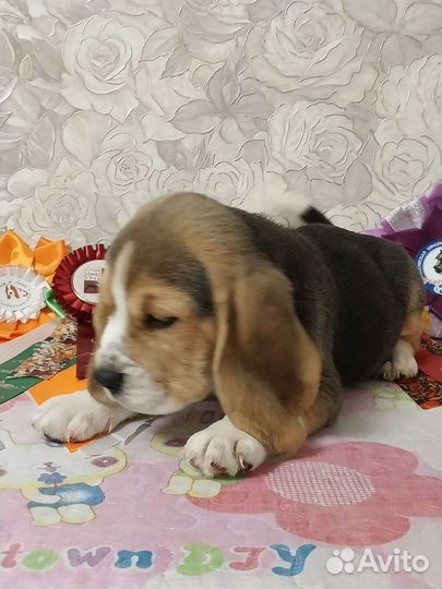 Щенки бигль