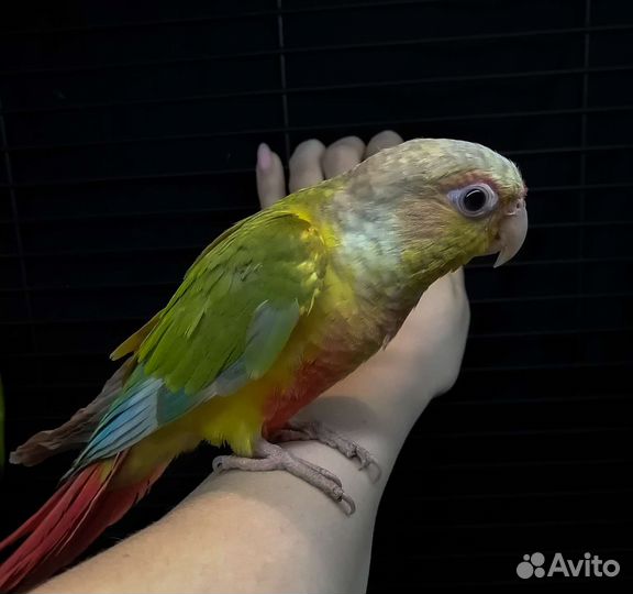 Попугай пиррура, ожереловый, монах и другии