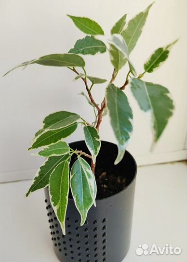 Очень красивый фикус Бенджамина