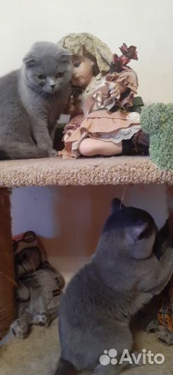 Британские котята