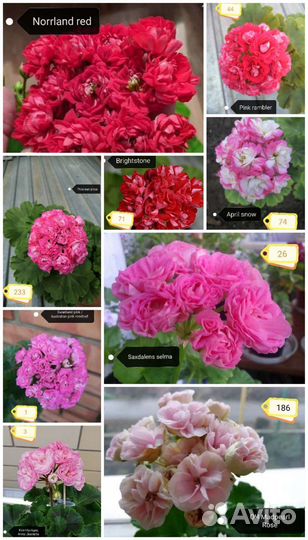 Герань пеларгония