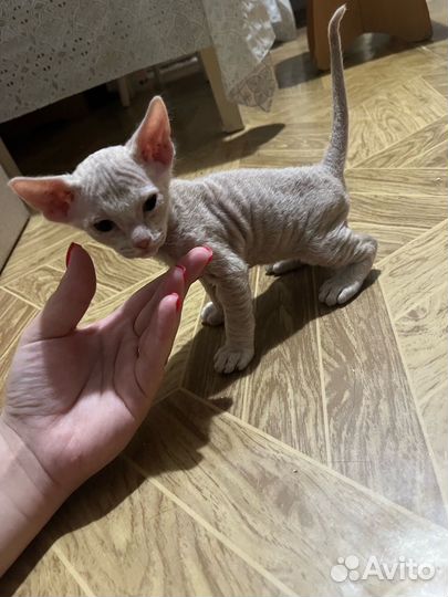 Котята сфинкс