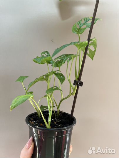 Монстера эскилето