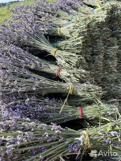 Букет из сухоцветов