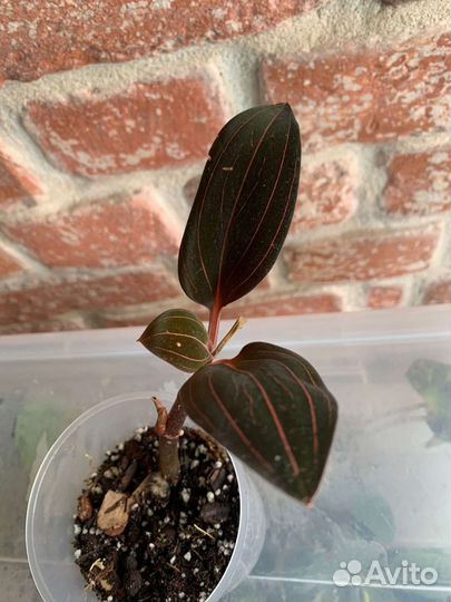 Алоказии, филодендрон, лудизия